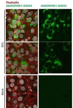Dengue Virus NS1 Mouse anti-Virus, Clone: DA034, Novus Biologicals 0.5 mg | Buy Online | Novus Biologicals | Fisher Scientific