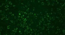 Dengue Virus NS1 protein Antibody (GT4212), Novus Biologicals 100 &mu;g | Buy Online | Novus Biologicals | Fisher Scientific