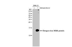 Dengue Virus NS4A Antibody, Novus Biologicals 100 &mu;g | Buy Online | Bio-Techne | Fisher Scientific
