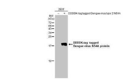 Dengue Virus NS4A Antibody, Novus Biologicals 100 &mu;g | Buy Online | Bio-Techne | Fisher Scientific