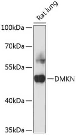 Dermokine beta Antibody - BSA Free, Novus Biologicals:Antibodies:Primary