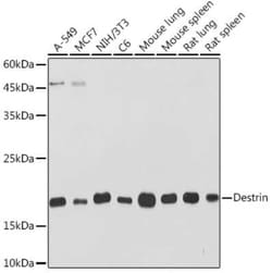 Destrin Rabbit anti-Human, Mouse, Rat, Clone: 4F9Q1, Novus Biologicals:Antibodies:Primary
