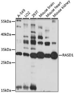 Dexras1 Antibody - Azide and BSA Free, Novus Biologicals 0.02 mL, Unconjugated:Antibodies,