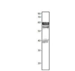 Dexras1 Antibody, Novus Biologicals 100 &mu;g | Buy Online | Novus Biologicals | Fisher Scientific