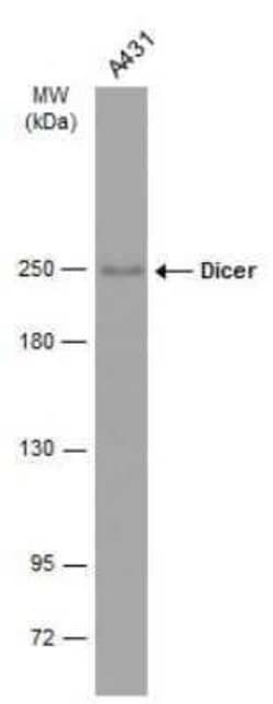 Dicer Antibody (GT1176), Novus Biologicals 100 &mu;g; Unconjugated:Antibodies,