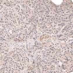 Dicer Antibody, Novus Biologicals 0.1 mL; Unconjugated:Antibodies, Polyclonal