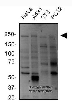 Dicer Antibody - BSA Free, Novus Biologicals 0.025 mg, Unconjugated:Antibodies,