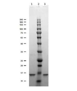 Digoxigenin Antibody (DIG45) - VHH, Novus Biologicals 50 &mu;g | Buy Online | Novus Biologicals | Fisher Scientific