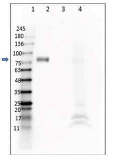 Digoxigenin Antibody (DIG45) - VHH, Novus Biologicals 50 &mu;g | Buy Online | Novus Biologicals | Fisher Scientific