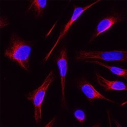 Human Digoxigenin Antibody, R D Systems:Antibodies:Primary Antibodies