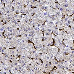 Human Digoxigenin Antibody, R D Systems:Antibodies:Primary Antibodies