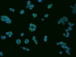 Dimethylarginine Dimethylaminohydrolase 1/DDAH1 Antibody, Novus Biologicals 100 &mu;g | Buy Online | Novus Biologicals | Fisher Scientific
