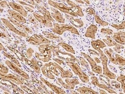 Dimethylarginine Dimethylaminohydrolase 1/DDAH1 Antibody, Novus Biologicals 100 &mu;g | Buy Online | Novus Biologicals | Fisher Scientific