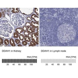 Dimethylarginine Dimethylaminohydrolase 1/DDAH1 Rabbit anti-Human, Polyclonal,