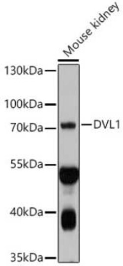 Dishevelled-1 Antibody - Azide and BSA Free, Novus Biologicals 0.02 mL | Buy Online | Novus Biologicals | Fisher Scientific