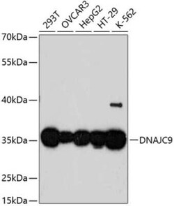 DjC9 Antibody - Azide and BSA Free, Novus Biologicals 0.02 mL | Buy Online | Novus Biologicals | Fisher Scientific