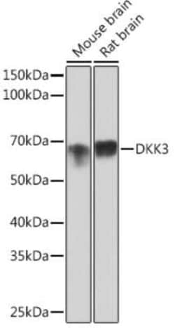Dkk-3 Rabbit anti-Human, Mouse, Rat, Clone: 1R5E0, Novus Biologicals:Antibodies:Primary