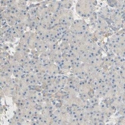 Dkk-3 Antibody, Novus Biologicals 25 &mu;L | Buy Online | Novus Biologicals | Fisher Scientific
