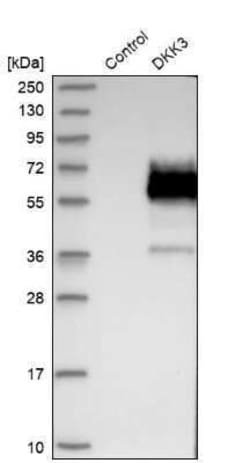 Dkk-3 Antibody, Novus Biologicals 25 &mu;L | Buy Online | Novus Biologicals | Fisher Scientific