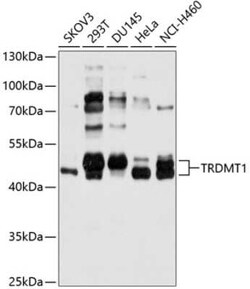 Dnmt2 Antibody - Azide and BSA Free, Novus Biologicals:Antibodies:Primary