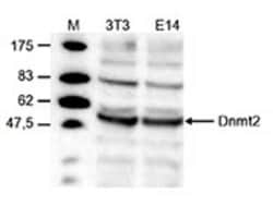 Dnmt2 Rabbit anti-Mouse, Polyclonal, Novus Biologicals 100 &mu;g; Unconjugated:Antibodies,