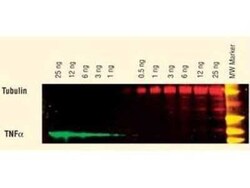 Donkey anti-Goat IgG (H+L) Secondary Antibody, DyLight 649, Novus Biologicals&trade;