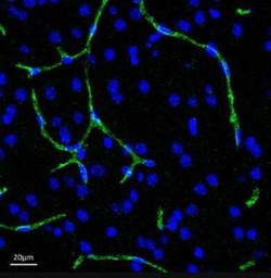 Donkey anti-Rabbit IgG (H+L) Secondary Antibody, DyLight 488 (Pre-adsorbed),