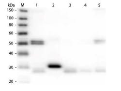 Donkey anti-Rat IgG (H+L) Secondary Antibody, Alkaline Phosphatase, Novus Biologicals&trade;
