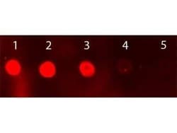 Donkey anti-Sheep IgG (H+L) Secondary Antibody, Novus Biologicals 2 mg | Buy Online | Novus Biologicals | Fisher Scientific