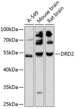 Dopamine D2R/DRD2 Antibody - Azide and BSA Free, Novus Biologicals 0.02