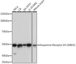 Dopamine D3R/DRD3 Rabbit anti-Human, Mouse, Rat, Clone: 5L1P4, Novus Biologicals