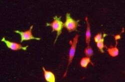 Dopamine D3R/DRD3 Antibody, Novus Biologicals 100 &mu;g; Unconjugated:Antibodies,