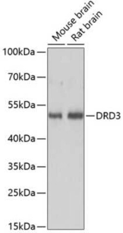 Dopamine D3R/DRD3 Antibody - Azide and BSA Free, Novus Biologicals:Antibodies:Primary