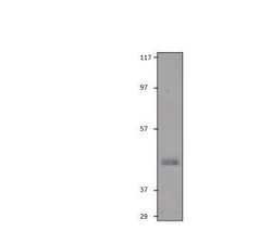 Dopamine D3R/DRD3 Antibody, Novus Biologicals 100 &mu;g; Unconjugated:Antibodies,