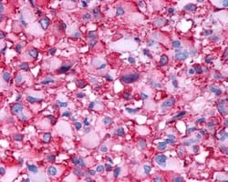 Dopamine Receptor D4 Antibody - BSA Free, Novus Biologicals 0.05 mL | Buy Online | Novus Biologicals | Fisher Scientific