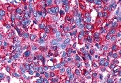 Dopamine Receptor D4 Antibody - BSA Free, Novus Biologicals 0.05 mL | Buy Online | Novus Biologicals | Fisher Scientific