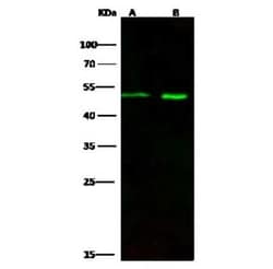 Draxin/C1orf187 Antibody, Novus Biologicals 50 &mu;g, Unconjugated:Antibodies,