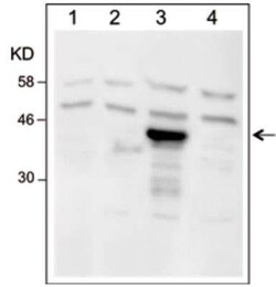 Dre recombinase Antibody, Novus Biologicals 100 &mu;g; Unconjugated:Antibodies,