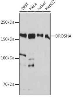 Drosha Rabbit anti-Human, Clone: 4R0B7, Novus Biologicals 100 &mu;g | Buy Online | Novus Biologicals | Fisher Scientific