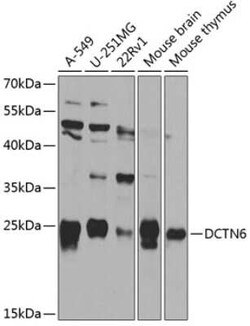 Dynactin 6 Antibody - BSA Free, Novus Biologicals:Antibodies:Primary Antibodies