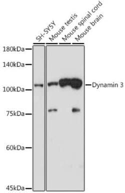 Dynamin 3 Rabbit anti-Human, Mouse, Clone: 5X7T4, Novus Biologicals 20