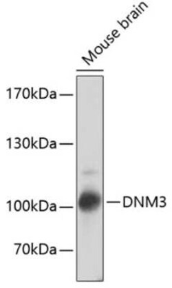 Dynamin 3 Antibody - BSA Free, Novus Biologicals 0.1 mL, Unconjugated:Antibodies,