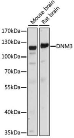 Dynamin 3 Antibody - Azide and BSA Free, Novus Biologicals 0.1 mL, Unconjugated:Antibodies,
