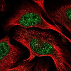 Dynamin Antibody, Novus Biologicals 25 &mu;L, Unconjugated:Antibodies,