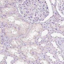 Dynamin Antibody, Novus Biologicals 25 &mu;L, Unconjugated:Antibodies,