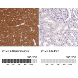 Dynamin Antibody, Novus Biologicals 25 &mu;L, Unconjugated:Antibodies,