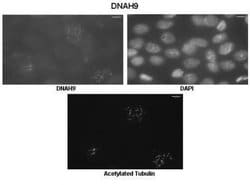 Dynein heavy chain Rabbit anti-Human, Mouse, Polyclonal, Novus Biologicals