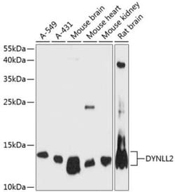 Dynein light chain 2 cytoplasmic Antibody - Azide and BSA Free, Novus Biologicals