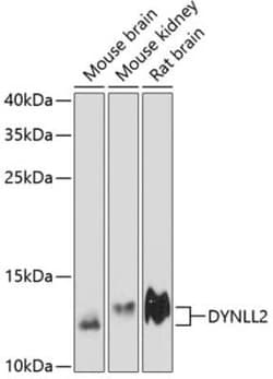 Dynein light chain 2 cytoplasmic Antibody - Azide and BSA Free, Novus Biologicals