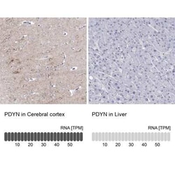 Prodynorphin/PDYN Antibody, Novus Biologicals 25 &mu;L, Unconjugated:Antibodies,